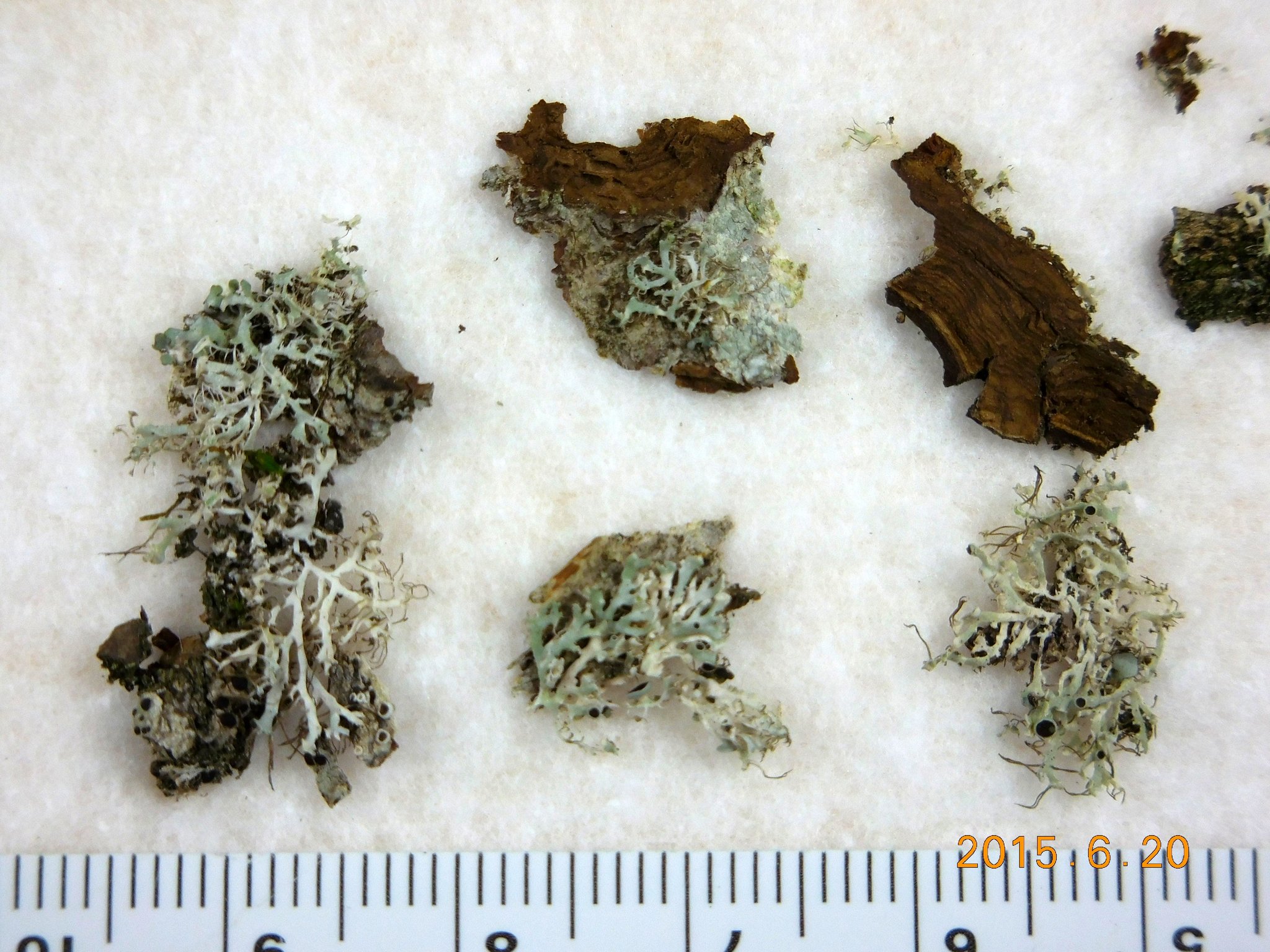 Physcia tenella ssp. tenella image