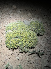 Eriogonum aretioides