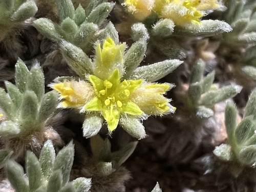 Red Canyon buckwheat (Eriogonum aretioides)