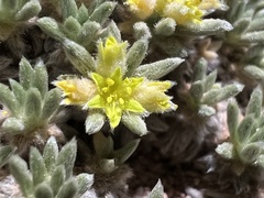 Eriogonum aretioides