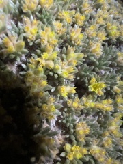 Eriogonum aretioides