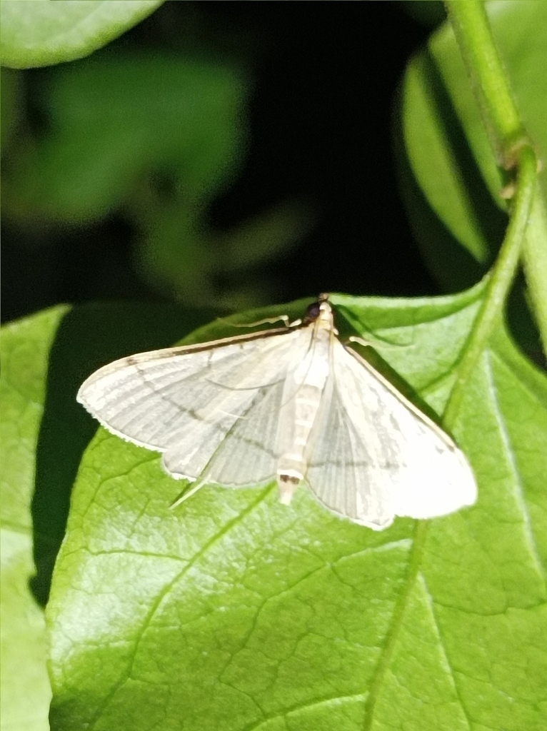 Bradina erilitalis