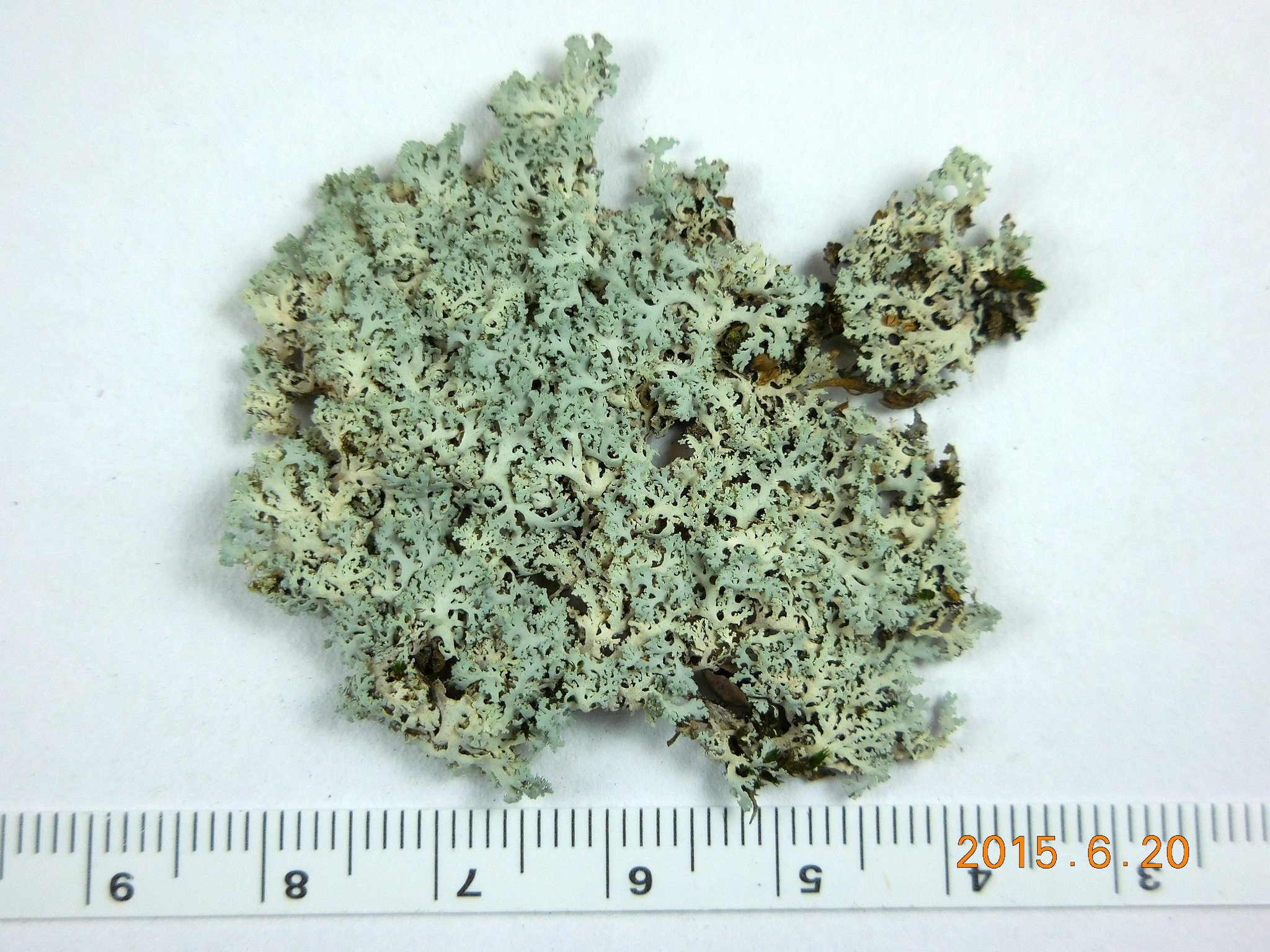 Physcia tribacia var. tribacia image