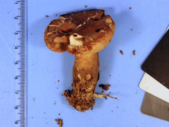 Tylopilus indecisus
