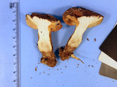 Tylopilus indecisus