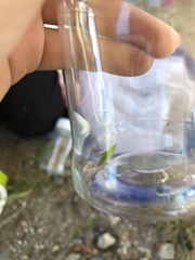 Chorthippus albomarginatus