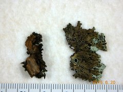 Physconia americana