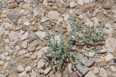 Halopeplis amplexicaulis