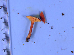 Lactarius neotabidus