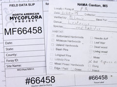 Lactarius neotabidus