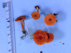 Lactarius neotabidus