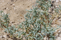 Halopeplis amplexicaulis