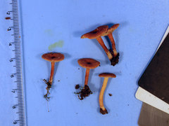 Lactarius neotabidus