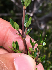 Coprosma nitida