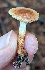 Pholiota communis