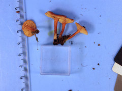 Lactarius neotabidus