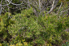 Coprosma nitida