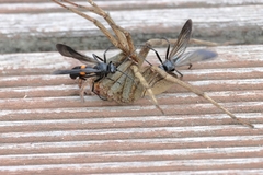 Anoplius samariensis