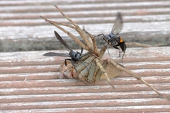 Anoplius samariensis