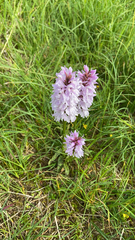 Dactylorhiza maculata
