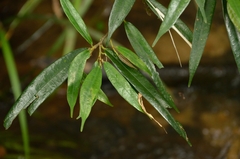 Ficus pyriformis