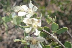 Roepera leptopetala