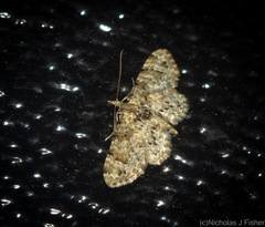 Chloroclystis guttifera