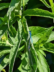 Coenagrion puella