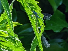 Coenagrion puella