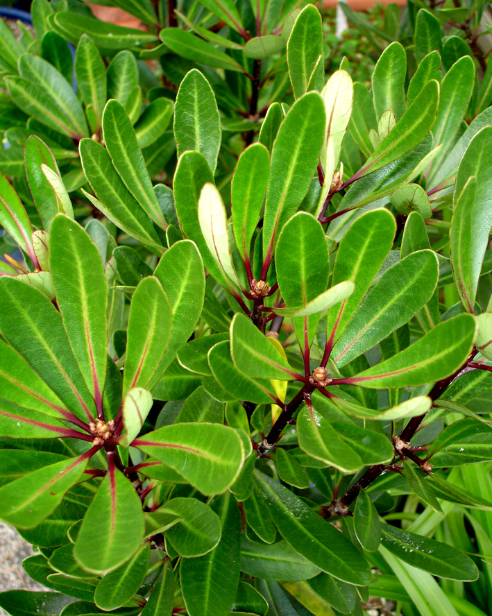 Pittosporum kirkii