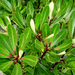 Pittosporum kirkii - Photo no rights reserved, uploaded by Peter de Lange