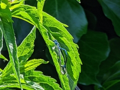 Coenagrion puella