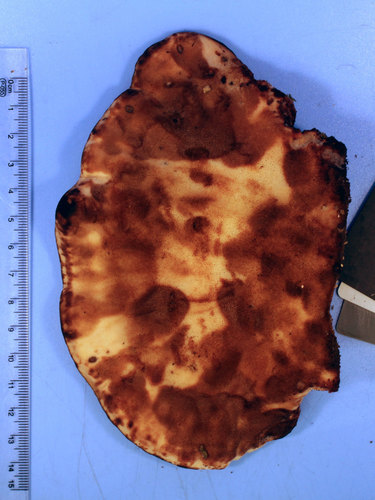 Laetiporus persicinus image