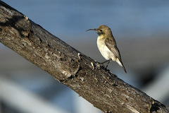 Dusky Sunbird photo 4