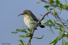 Dusky Sunbird photo 2