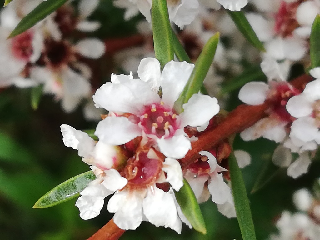 Taxandria angustifolia
