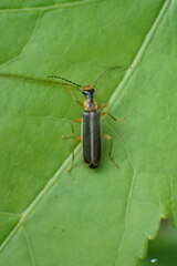 Podabrus brunnicollis