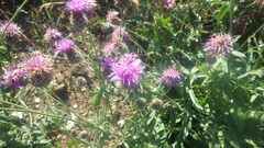 Centaurea scabiosa scabiosa