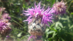 Centaurea scabiosa scabiosa