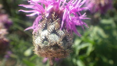 Centaurea scabiosa scabiosa
