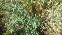 Centaurea scabiosa scabiosa