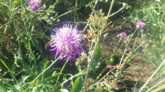 Centaurea scabiosa scabiosa