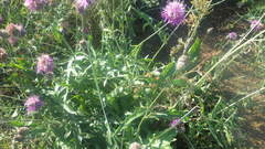Centaurea scabiosa scabiosa