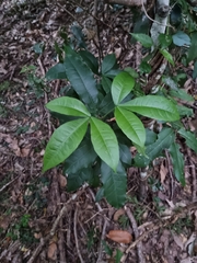 Acronychia pubescens