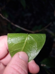 Acronychia pubescens