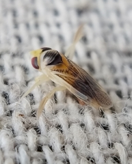 Ramphocorixa acuminata