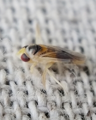 Ramphocorixa acuminata