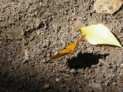 Argynnis paphia