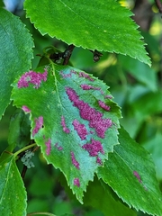 Acalitus longisetosus