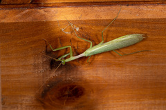 Miomantis paykullii